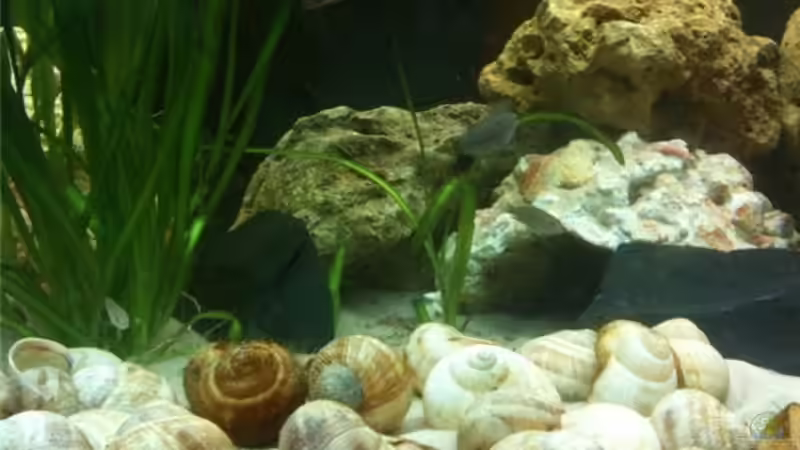 Scheckenhäuser von René Cremer (8)