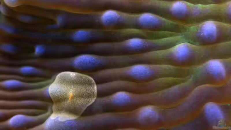 Scheibe mit Planarie von starhopper (22)