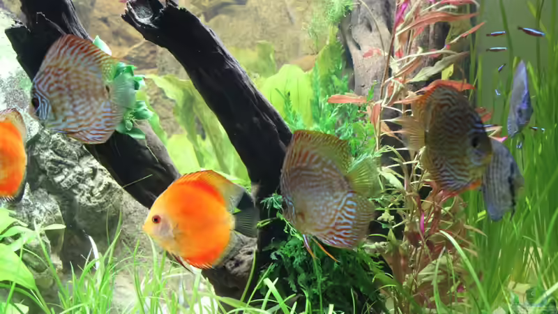 Scheiben fünf Monate im Becken von Tooooni (36)