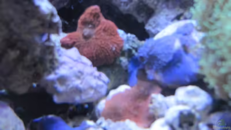 Scheiben Rot/Blau u. Lila von Haens84 (31)