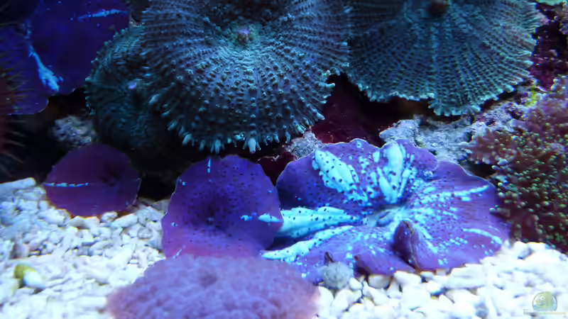 Scheiben von Artur Wegert (16)