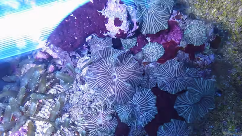 Scheibenanemone grün gestreift  von Daniel Lopez (10)