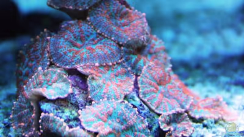 Scheibenanemone (grün/orange) von DaHeit1982 (18)