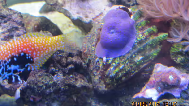 Scheibenanemone mit Diamant Lippfisch von lippfisch (35)