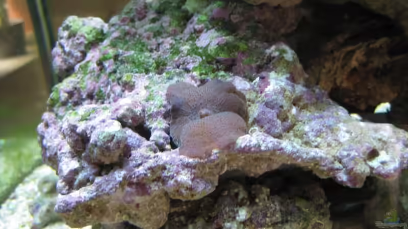 Scheibenanemone nach umbau ziemlich weit unten, gefällt ihr aber trotzdem von Christian Schneider (23)