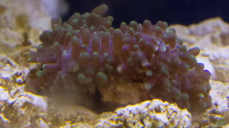 Scheibenanemone-Rhodactis-ultragruen 11.04.2015 von mmbm78 (19)