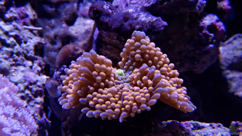 Scheibenanemone (Ricordea floridae) blau/orange von uepsie (11)