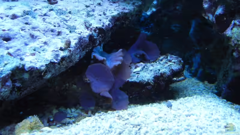 Scheibenanemone von JuWa (24)