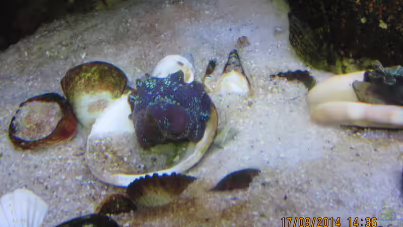 Scheibenanemone von lippfisch (5)