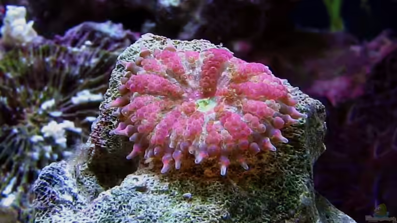 Scheibenanemone von Petra Kallmeyer (4)