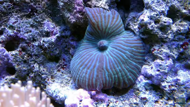 Scheibenanemone von snoopy2008 (25)