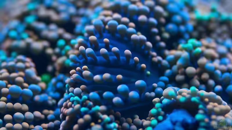 Scheibenanemone von Traum-Hobby.de (16)