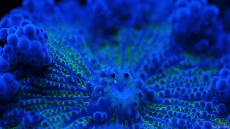 Scheibenanemone von Traum-Hobby.de (6)