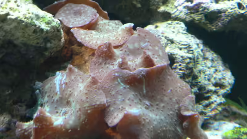 Scheibenanemone von Zapfenmanderl (17)