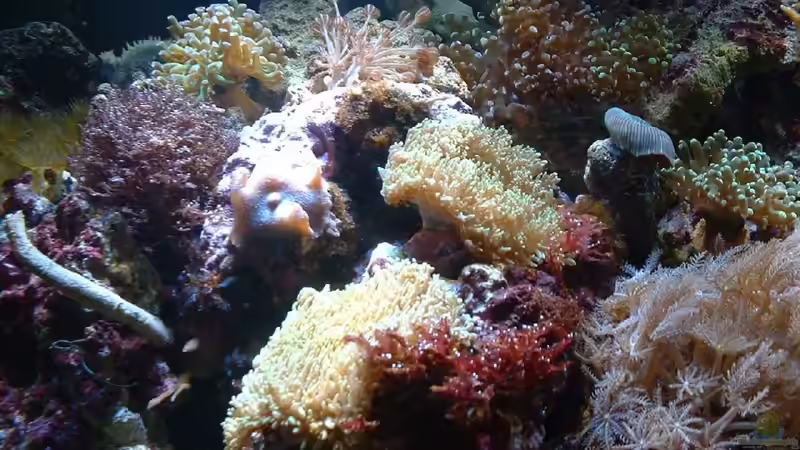 Scheibenanemonen. von Rolf Mohr (16)