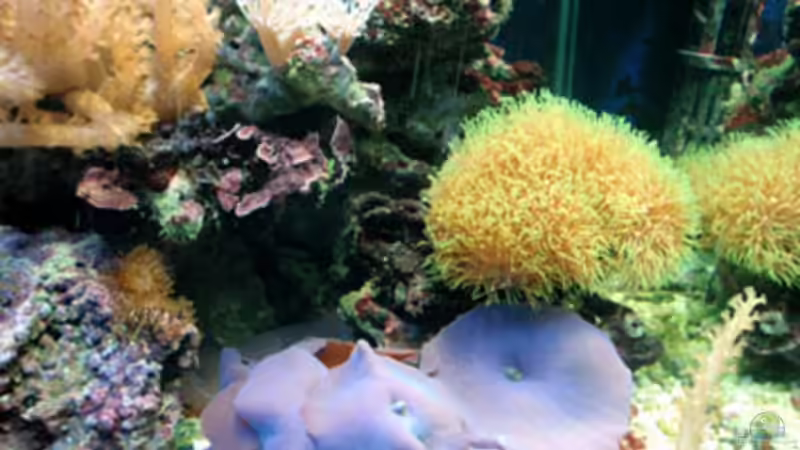 Scheibenanemonen und Röhrenkoralle von reefaddict (15)