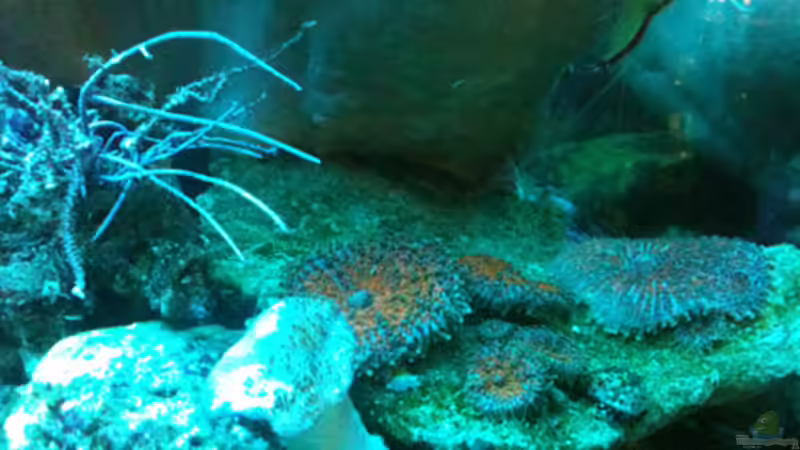 Scheibenanemonen und weitere von Flevus (25)