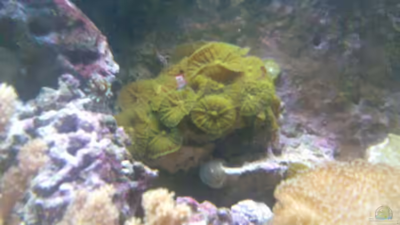 Scheibenanemonen von Olaf Richter (5)