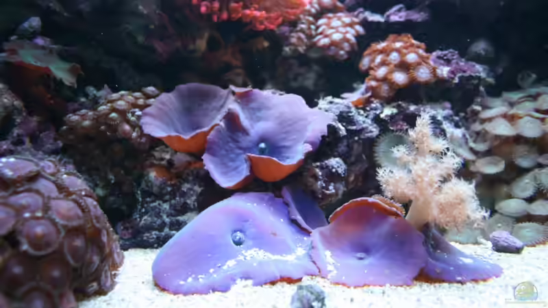 Scheibenanemonen von Susanne Axt (24)