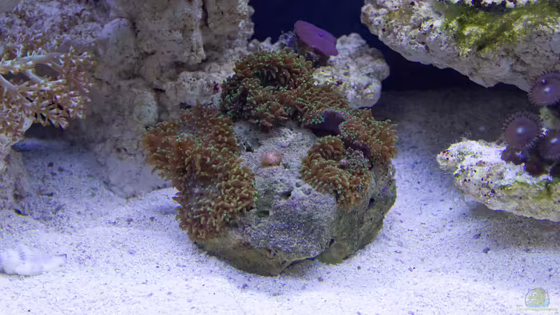 Scheibenannemone 24.05.2015 von mmbm78 (26)