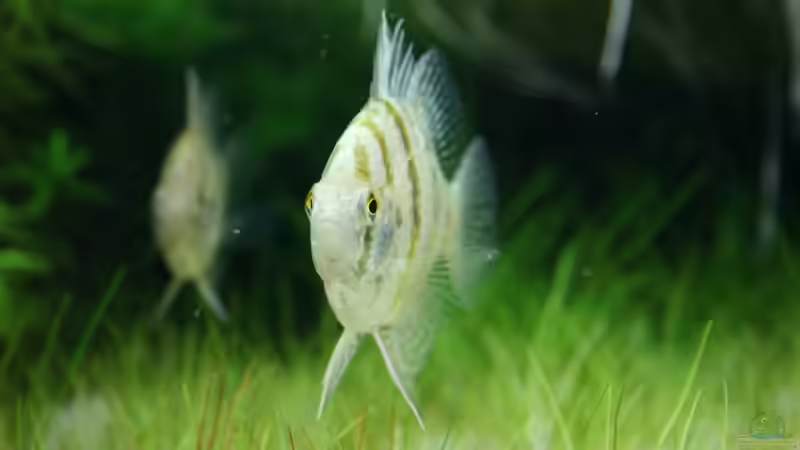 Scheibenbarsche 01.12.2012 von Susanne Axt (15)