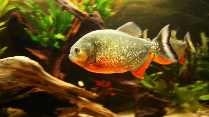 Scheibensalmler und Piranhas: Das sind die Unterschiede