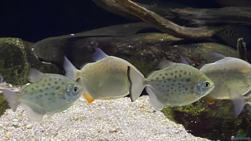 Scheibensalmler und Piranhas: Das sind die Unterschiede