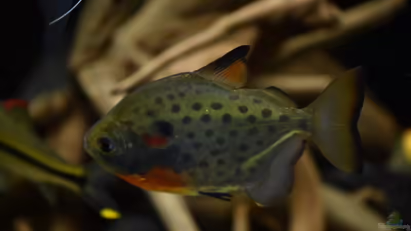 Metynnis-Arten im Aquarium halten (Einrichtungsbeispiele mit Scheibensalmlern der Gattung Metynnis)