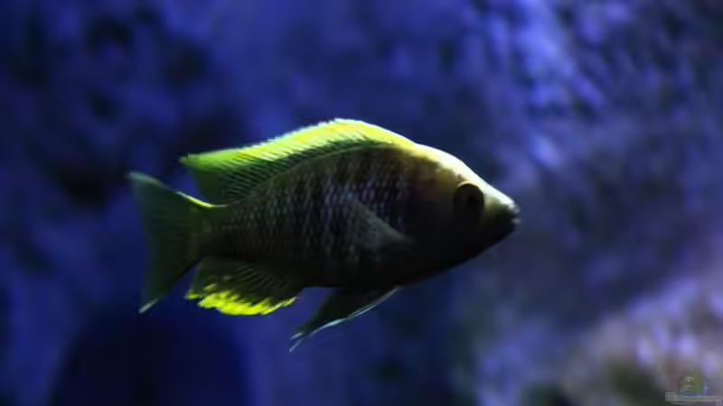 scheinbar der einzigste Bock von 8 Tieren von Michael Reiz (77)