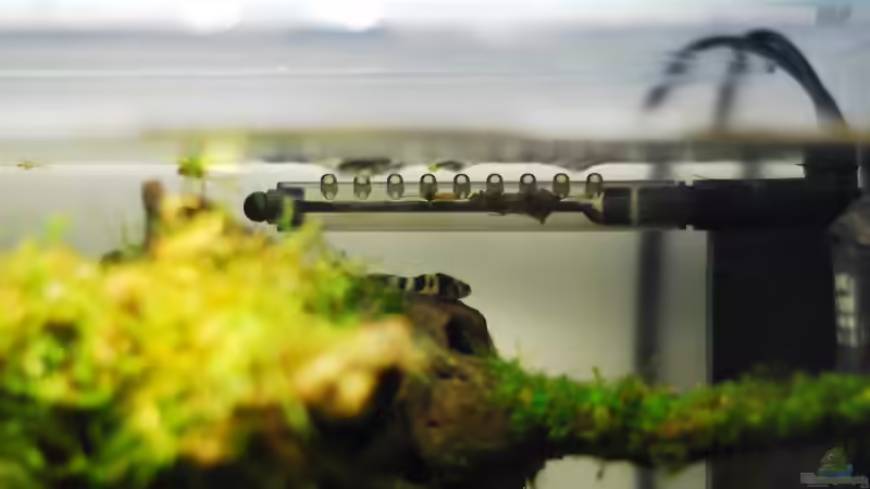 Scheinbar gefällt die Strömung! von TimTamTellerlein (23)