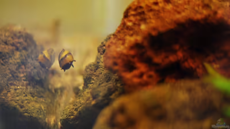 Scheinbar hat nur eine Geweihschnecke überlebt.. von TimTamTellerlein (33)