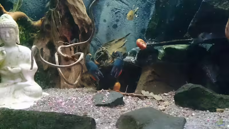 Scheren baumeln lassen von Miss Kasimir (13)