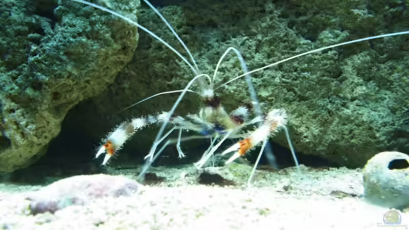 Scherengarnele von Katja Graßer (20)