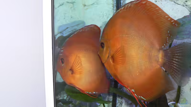 schickes Paar von Uwe W (36)