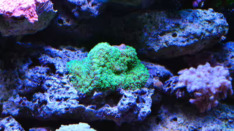 Schiebenanemone von Brookshaw (37)