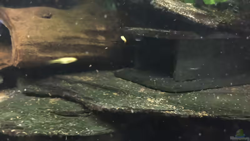 Schiefer- oder Tonhöhlen für Welse: Welche Höhle eignet sich fürs Aquarium?
