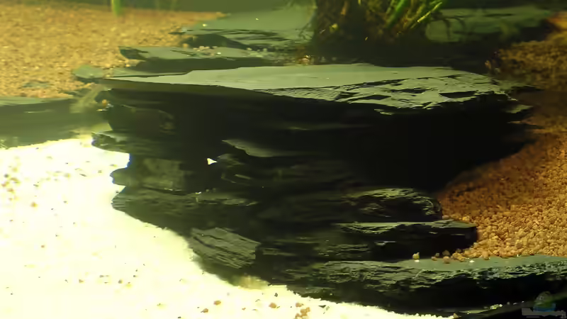 Schiefer- oder Tonhöhlen für Welse: Welche Höhle eignet sich fürs Aquarium?