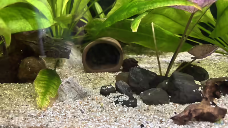 Schiefer- oder Tonhöhlen für Welse: Welche Höhle eignet sich fürs Aquarium?