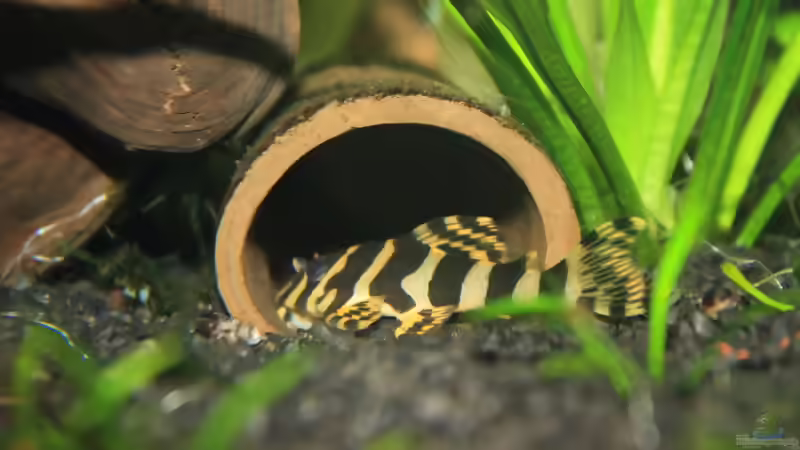 Schiefer- oder Tonhöhlen für Welse: Welche Höhle eignet sich fürs Aquarium?