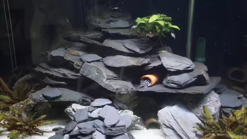 Schiefer im Aquarium richtig verkleben: Ein umfassender Leitfaden
