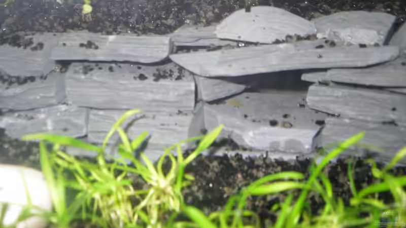 Schiefer im Aquarium richtig verkleben: Ein umfassender Leitfaden