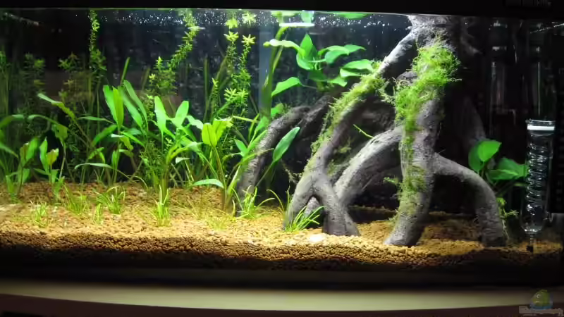 Aquarien mit Schiefer als Dekoration