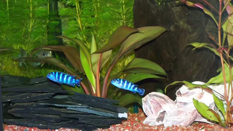 Schiefer von frankt7 (20)