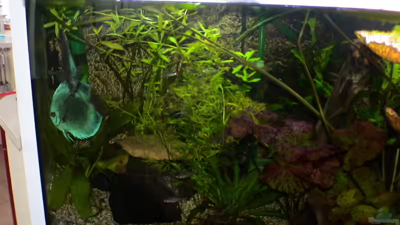 Schiefer von Uwe Raschke (6)