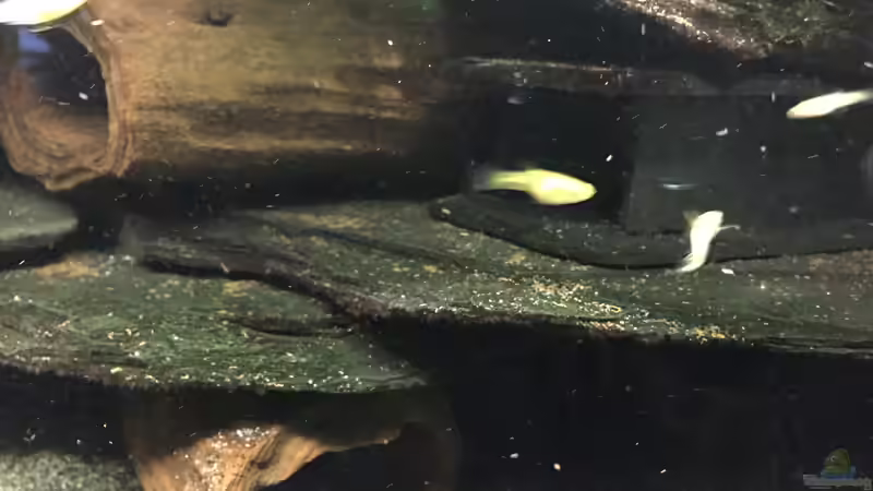 Schieferaufbau mit Moorkienwurzelhöhlen von Danny (10)