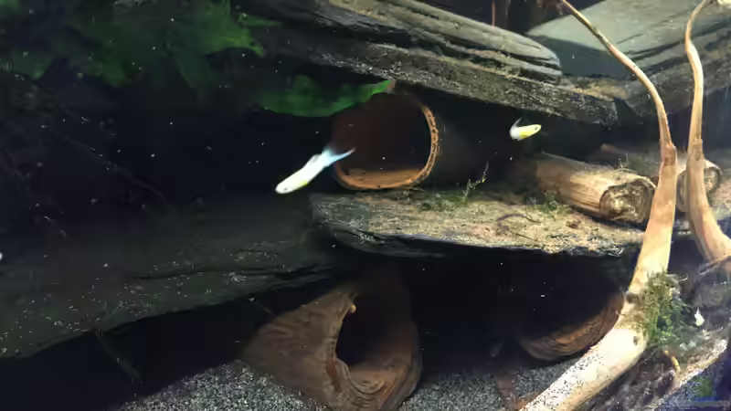 Schieferaufbau mit Moorkienwurzelhöhlen von Danny (13)