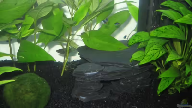 Schieferdeko  von Tatjana Befus (4)