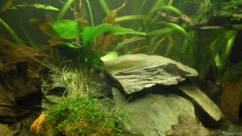 Schiefergestein von Jessi & Daniel (9)