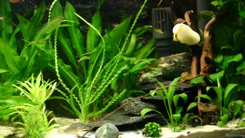 Schieferhöhle & Mangrovenholz von Basti.hh (11)