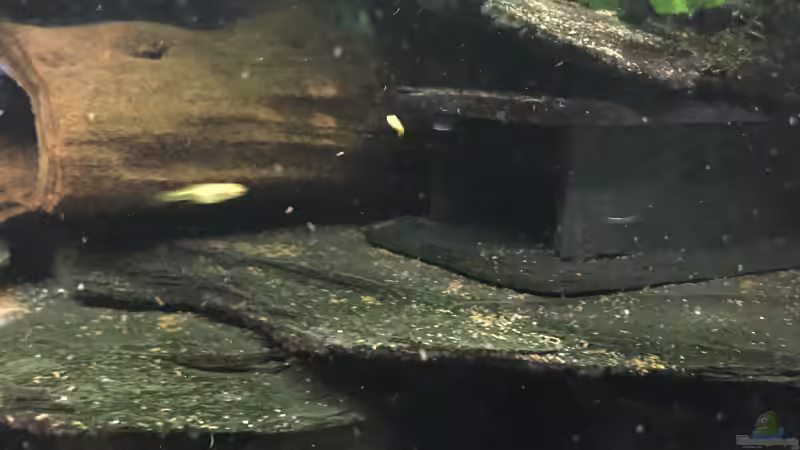 Schieferhöhle von Danny (9)